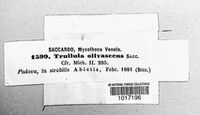 Trullula olivascens image